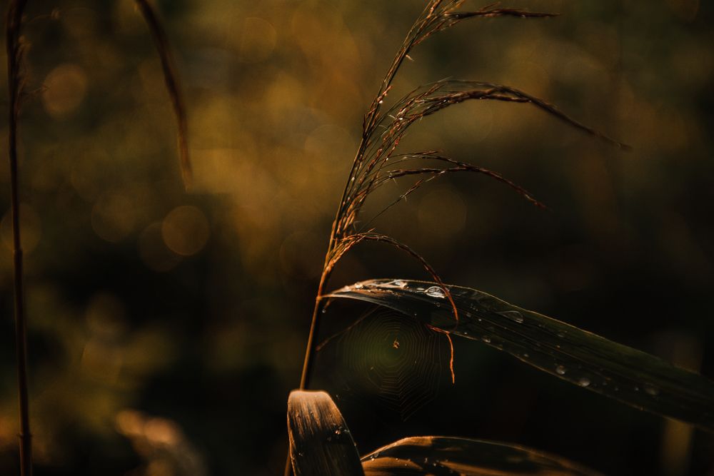 Photograph by Татьяна Зубехина