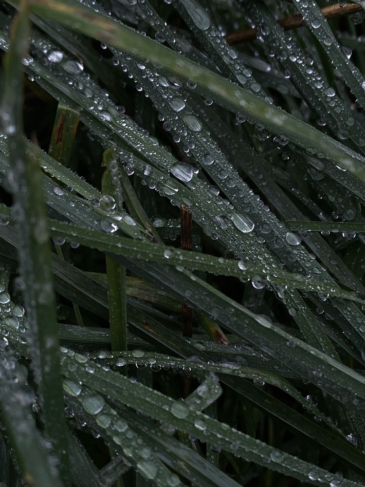 Photograph by Светлана Долганова