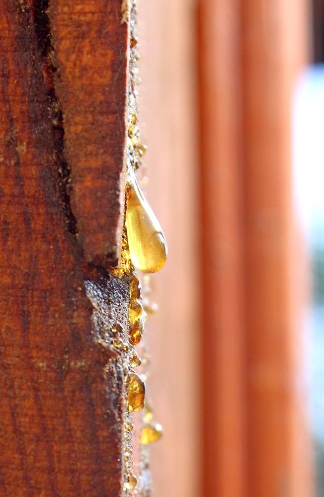 Photograph by Николай Немчанинов