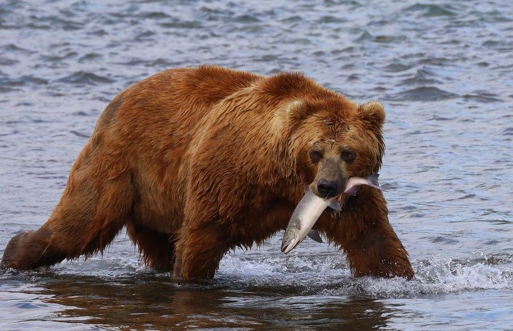 Photograph by Диана Жагрина