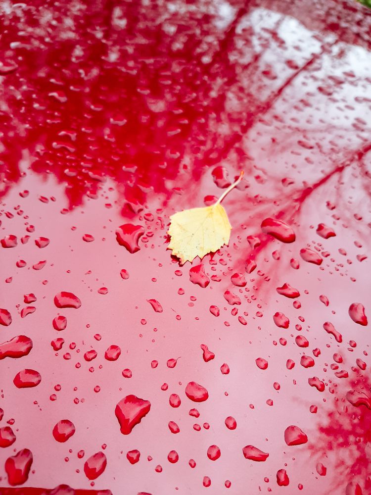 Фотография автора Светлана Дунаева