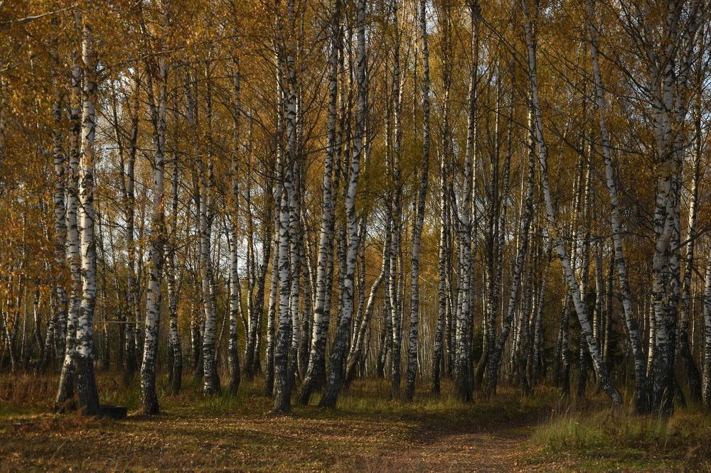 Photograph by Dimon Grinih