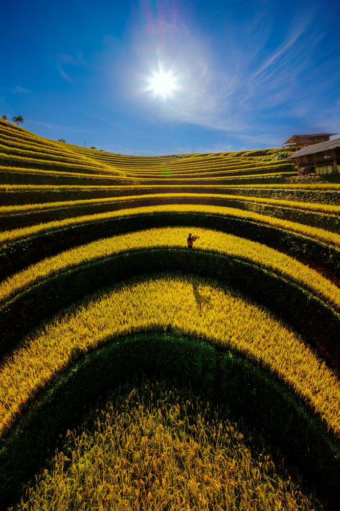 Ripe rice season on terraced fields