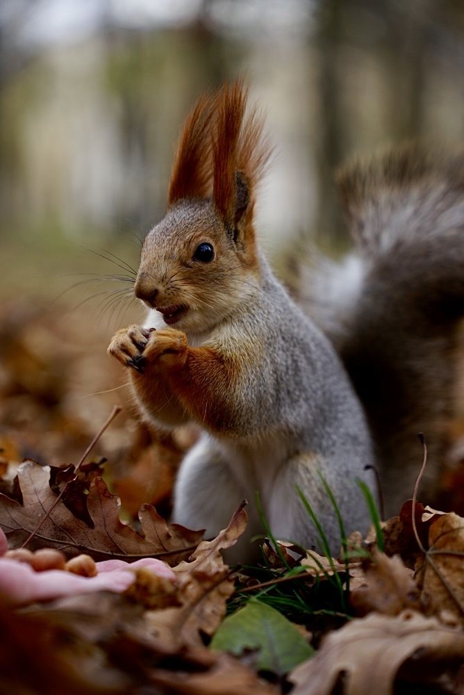 Фотография автора Олег Собченко
