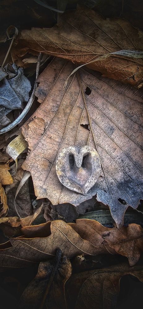 Осень в коричневом