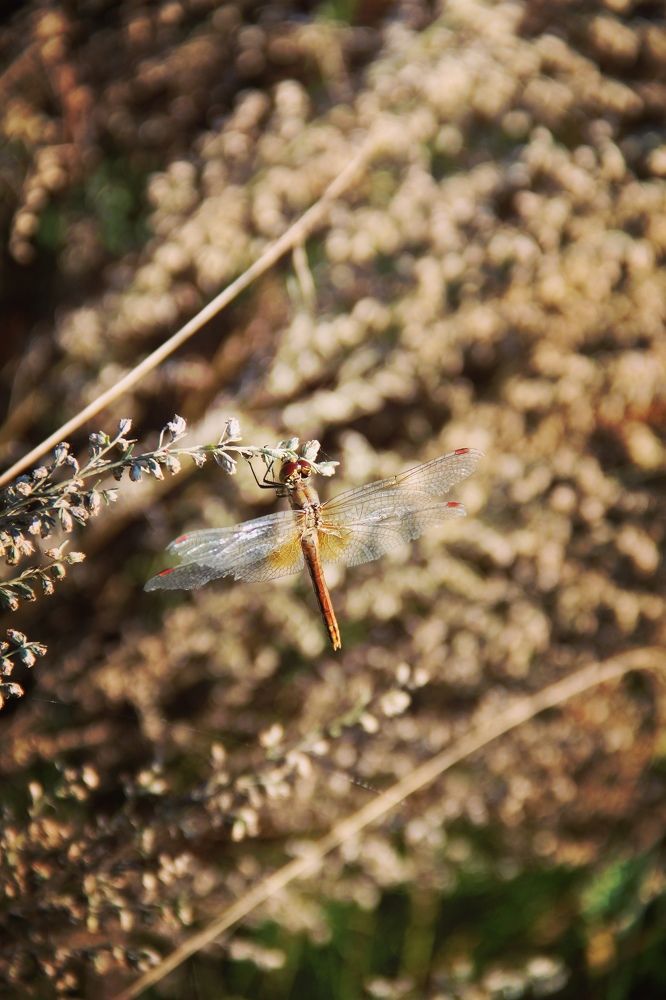 Стрекоза / Dragonfly
