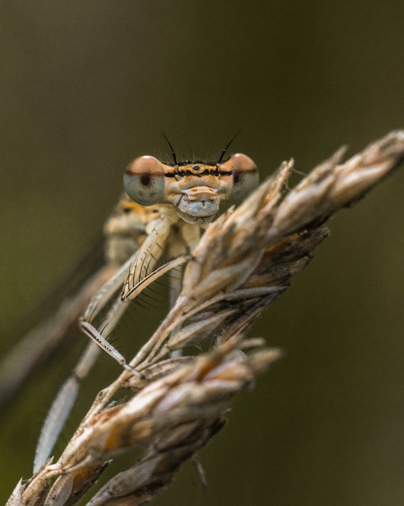Photograph by Людмила Прибылова