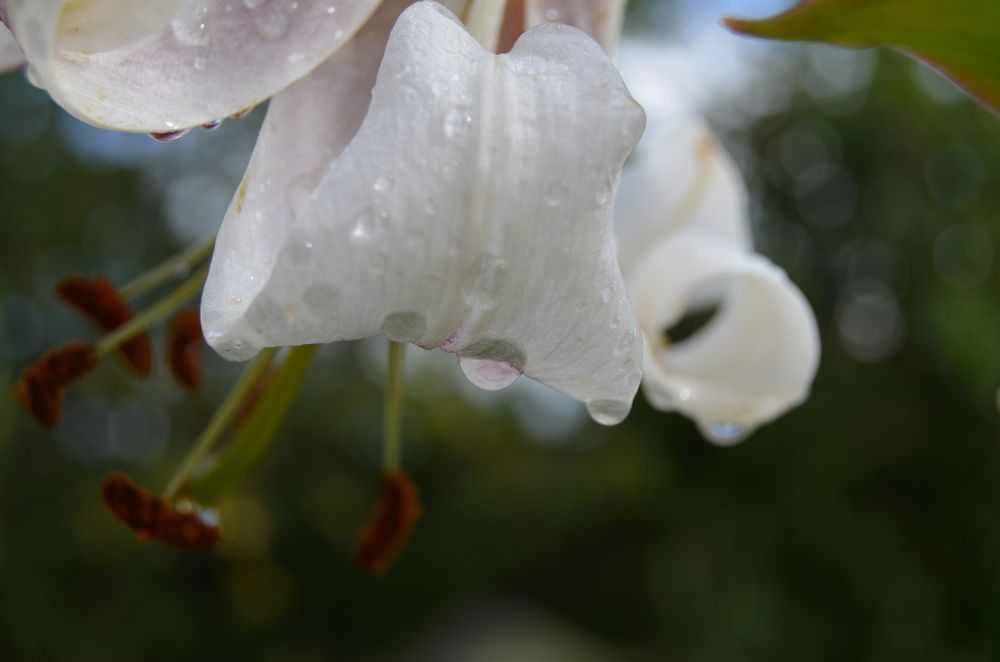 Фотография автора Антонина Клементьева