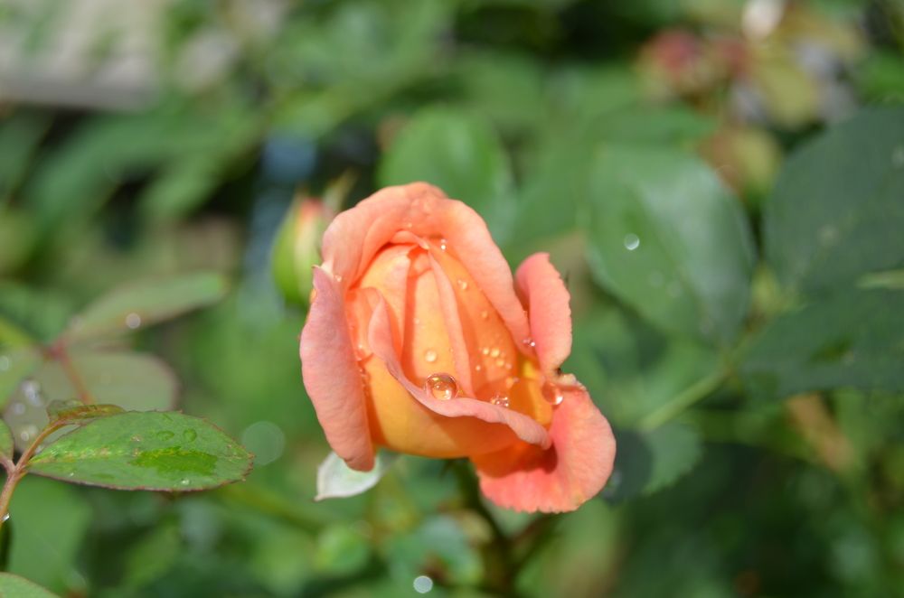 Фотография автора Антонина Клементьева