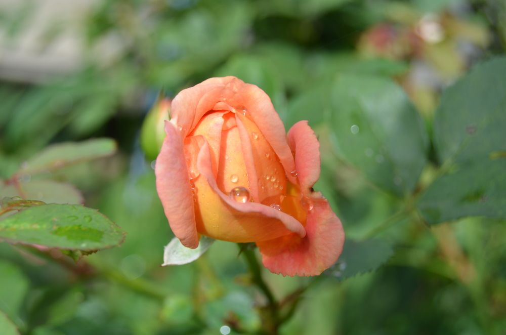 Фотография автора Антонина Клементьева