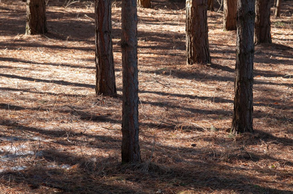 Photograph by Надежда