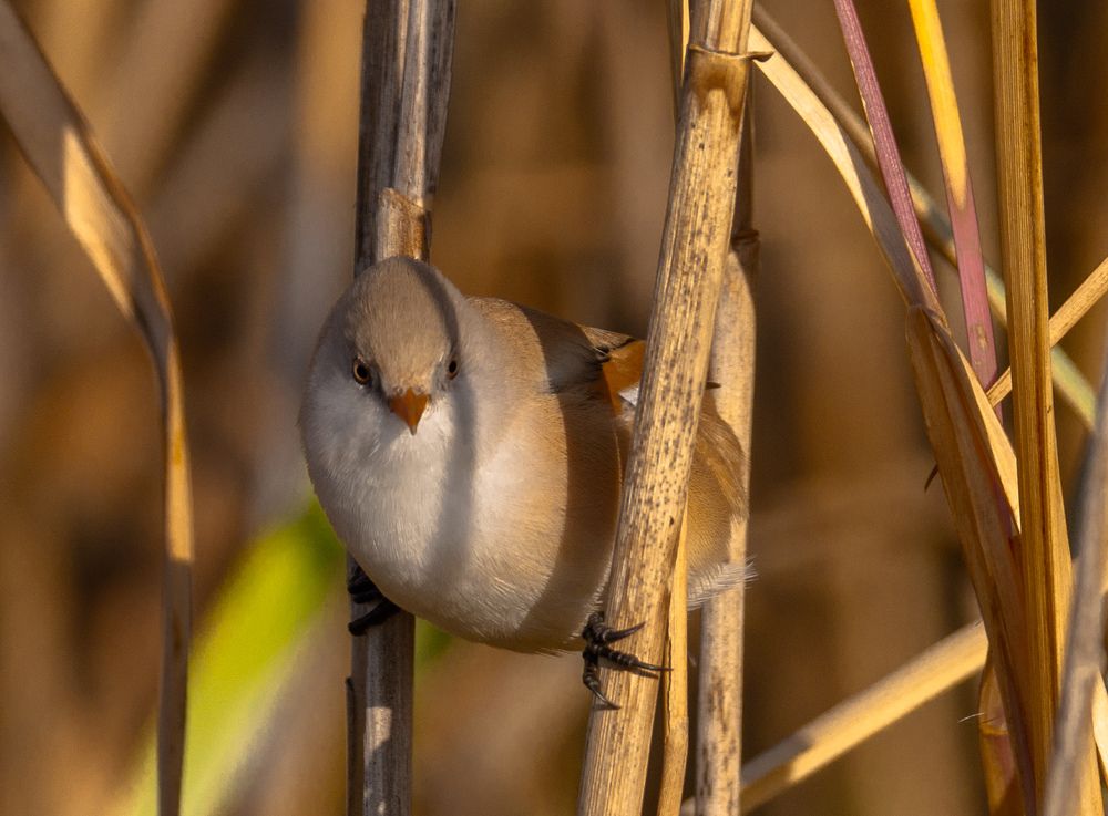 Photograph by Елена Гольдебаева