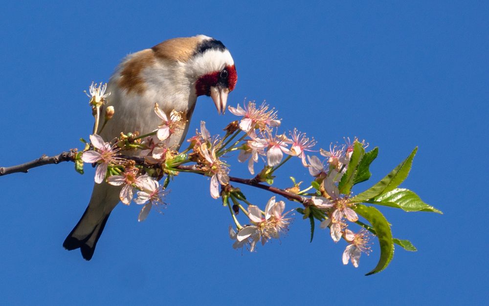 Photograph by Елена Гольдебаева