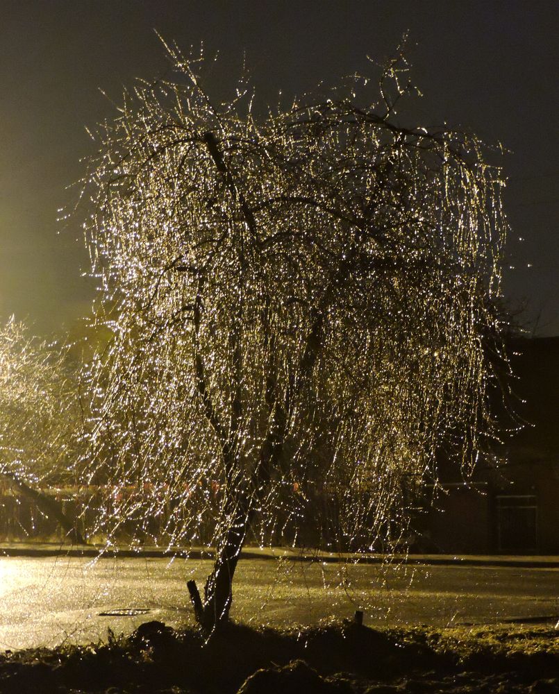 И повисли на ветках бусы... / Pearls on branches