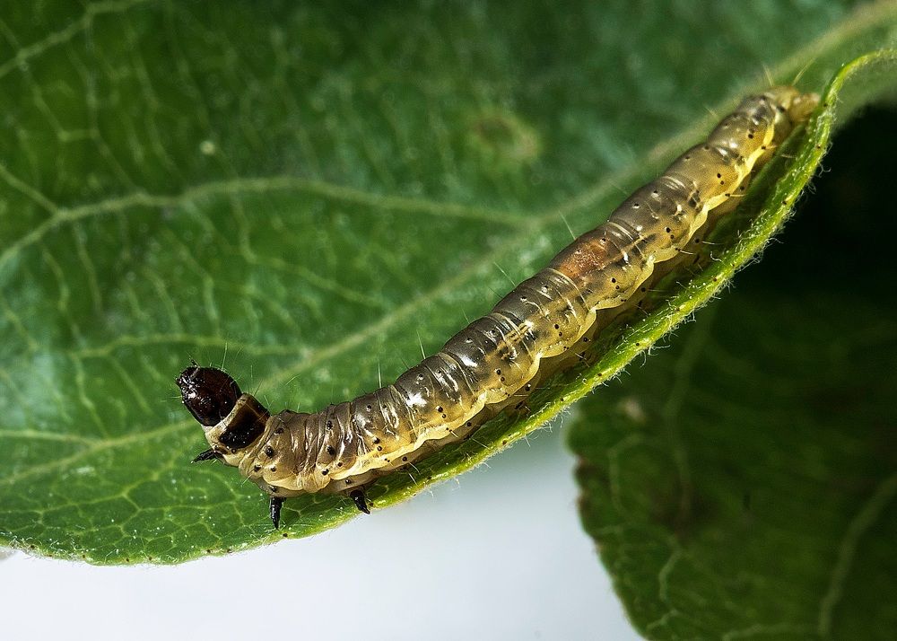 Photograph by Жанна Агафонова