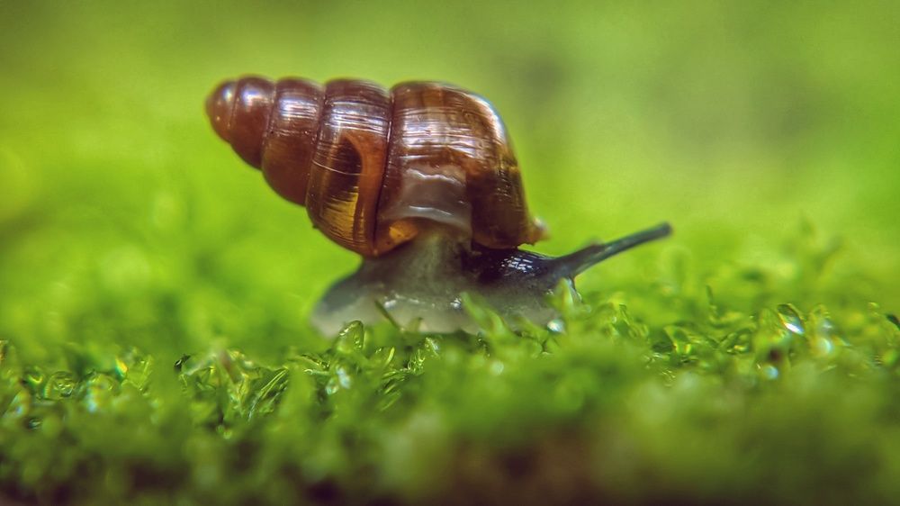 Photograph by Vijayakumar