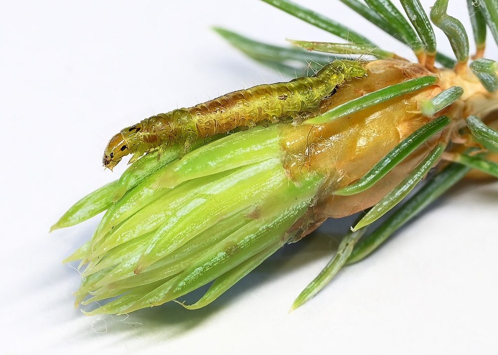 Photograph by Жанна Агафонова