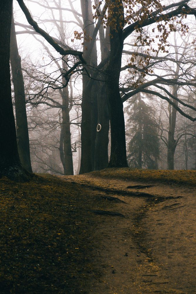 Туманный лес