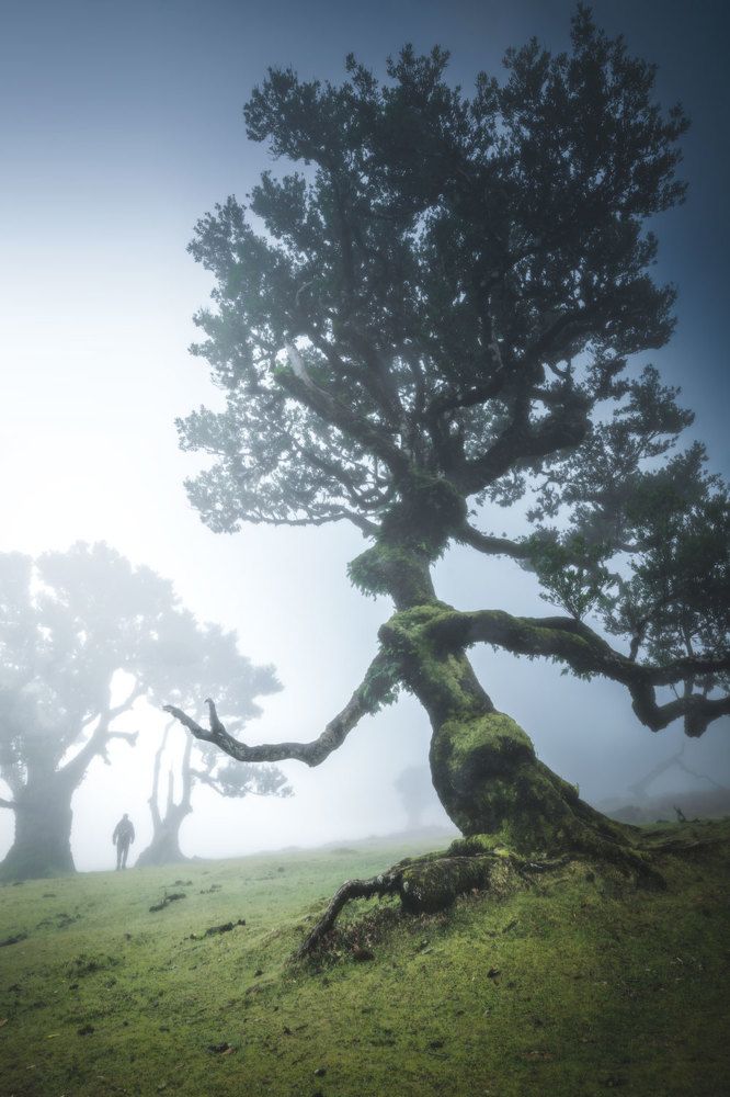 Guardian of the Forest