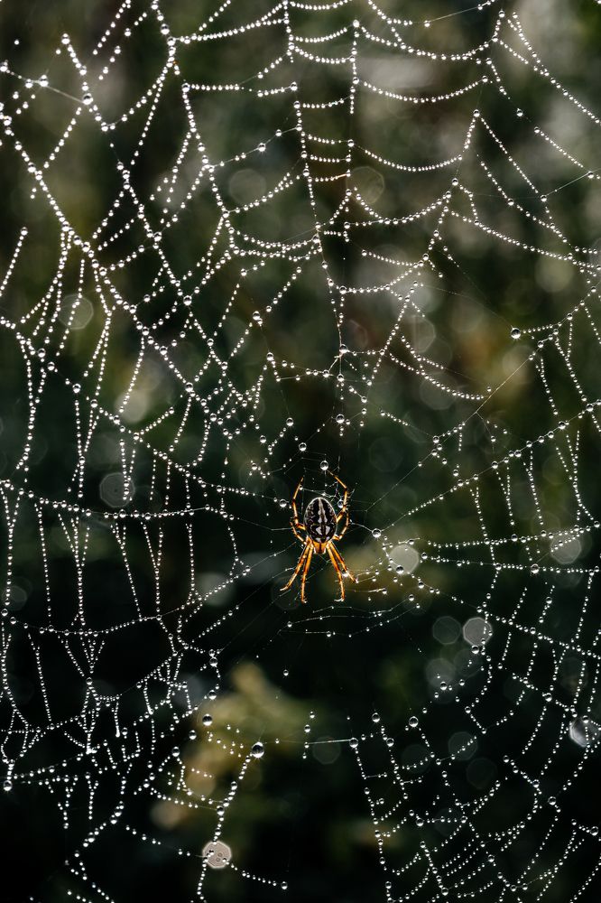 Photograph by Корчагина Оксана