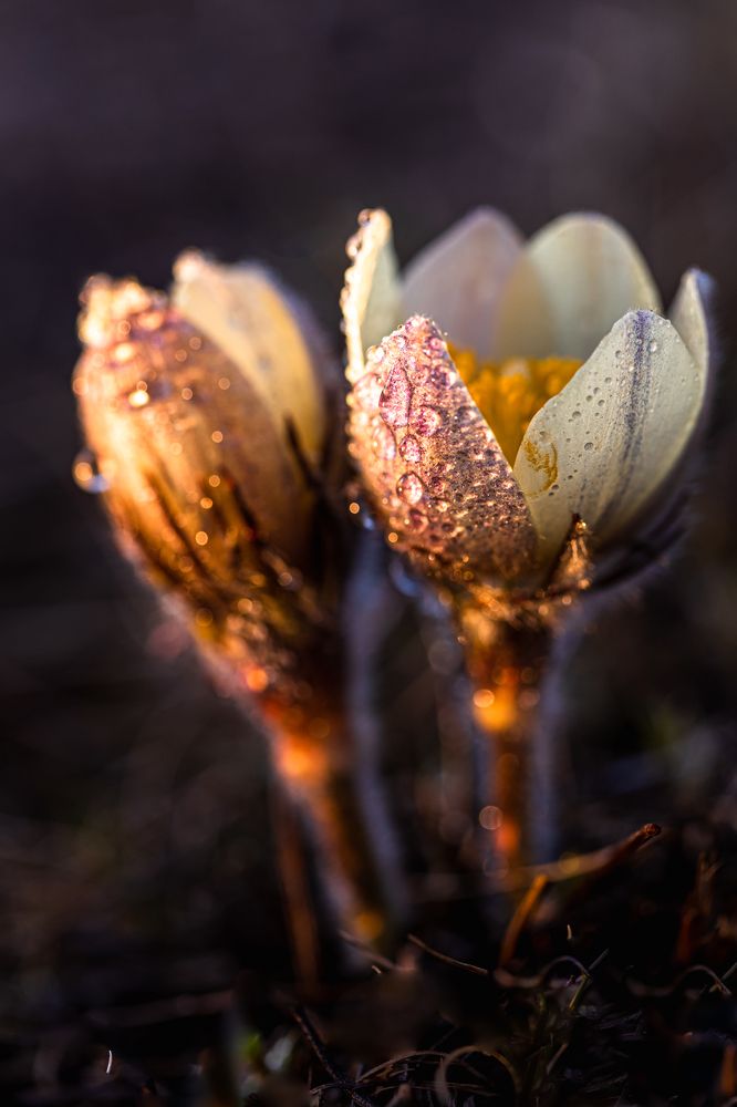 Photograph by Корчагина Оксана