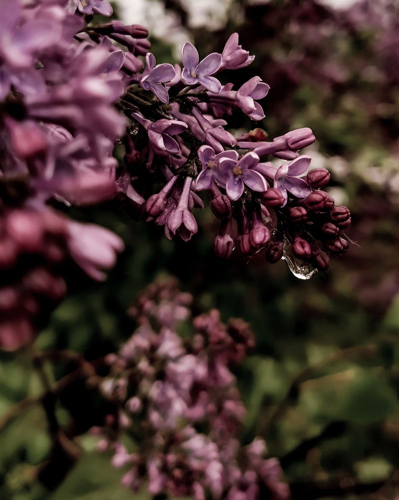 Photograph by Oxana Kostsova