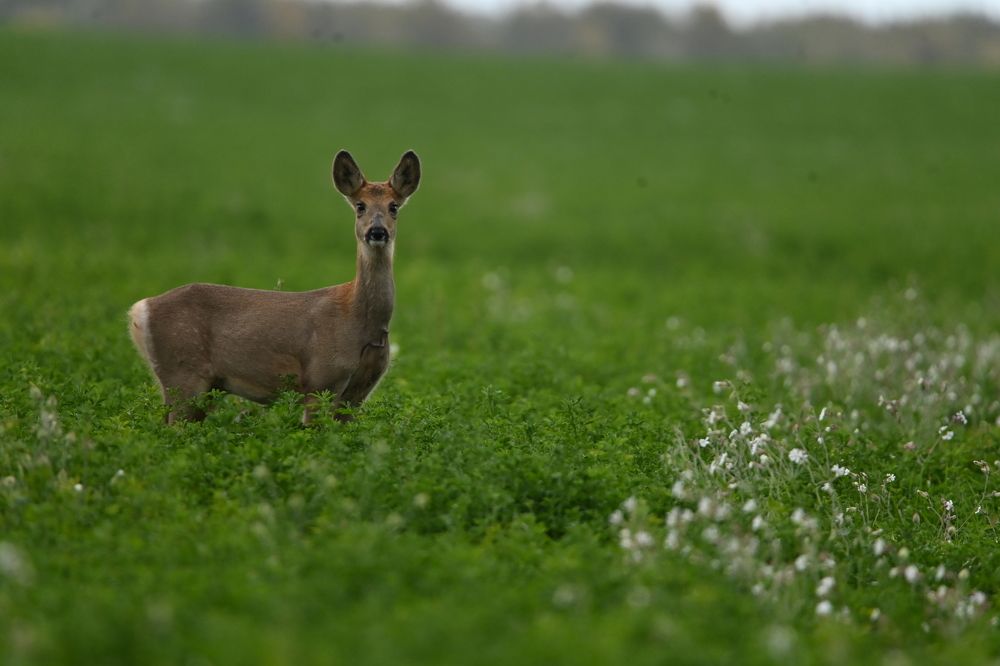 Photograph by Елизавета Цемко