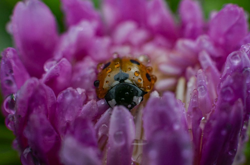 Photograph by Darina