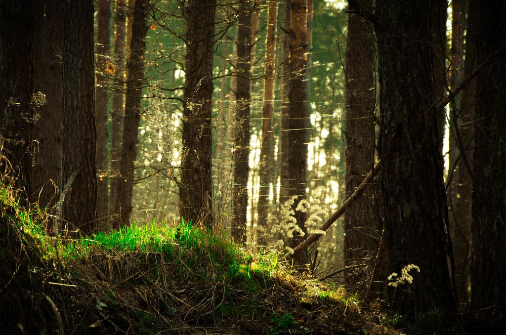 Фотография автора Анастасия Роговцова