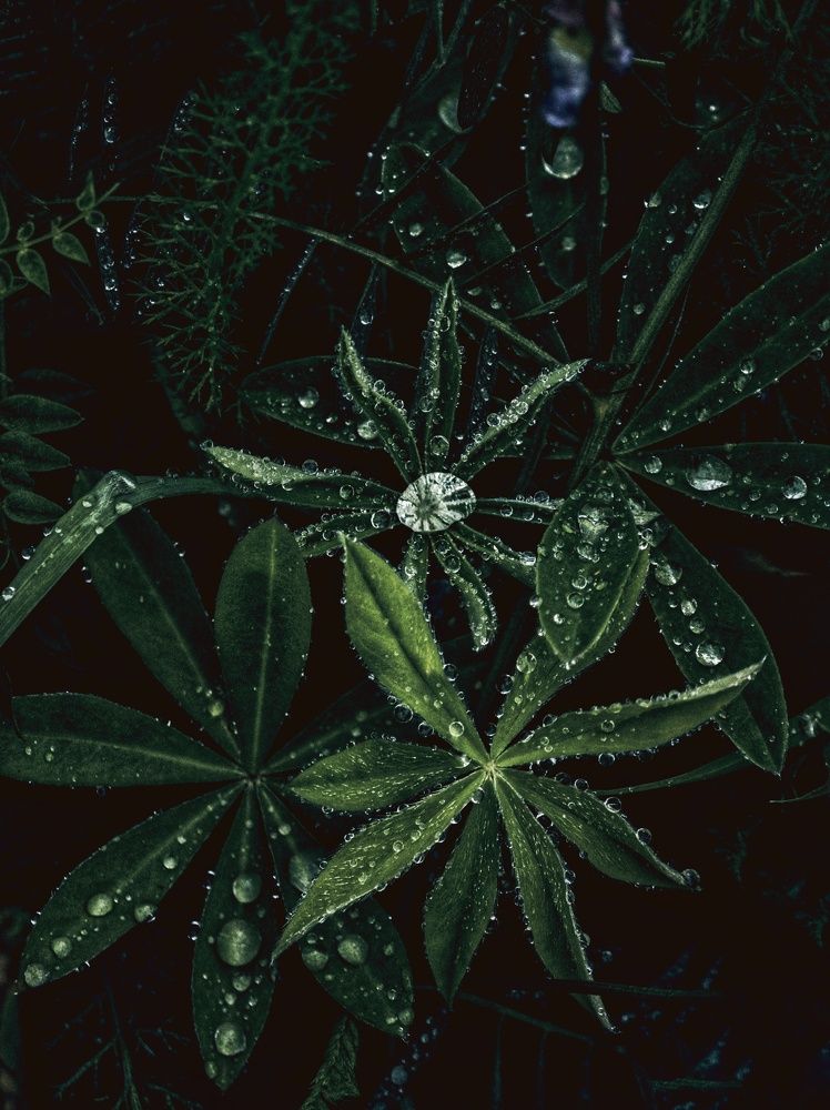 Photograph by Олеся Зеленщикова