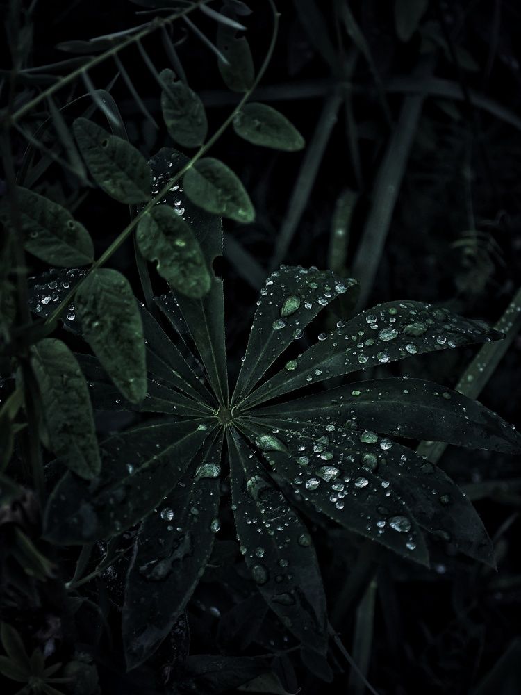 Photograph by Олеся Зеленщикова