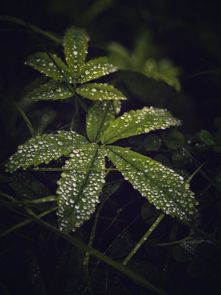 Photograph by Олеся Зеленщикова