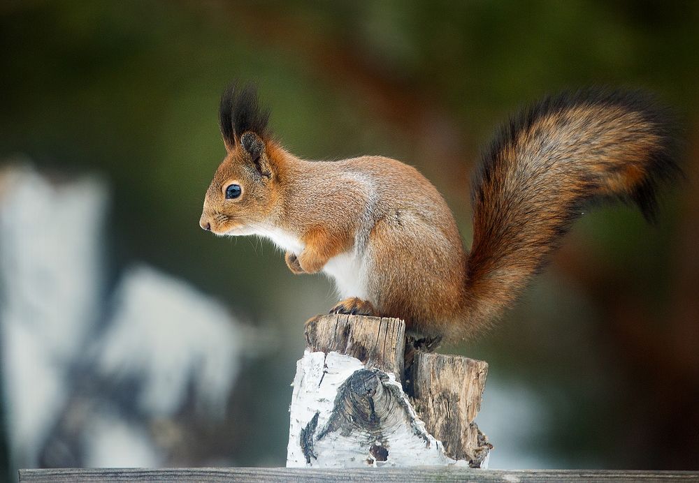 Photograph by Алексей Окунеев