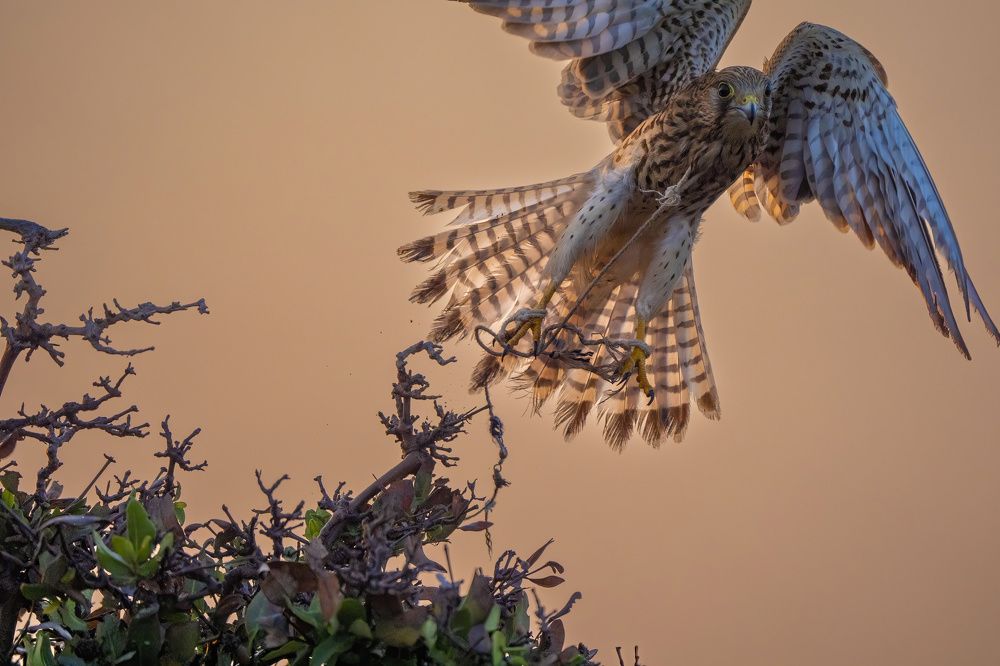 Photograph by Leslee Jayachandran