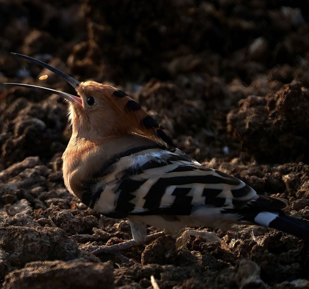 Photograph by Leslee Jayachandran
