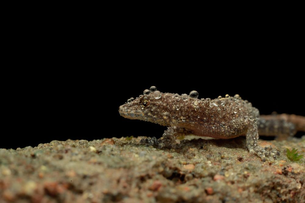 Photograph by Hari Venkatesh