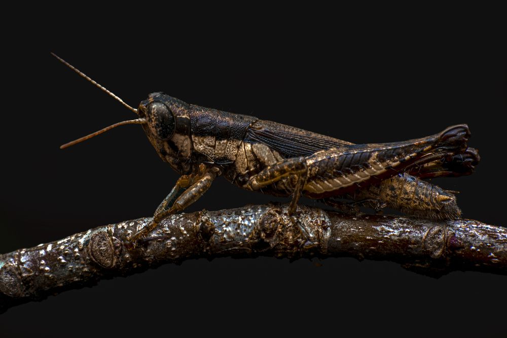 Фотография автора ChonTin NeCoTi