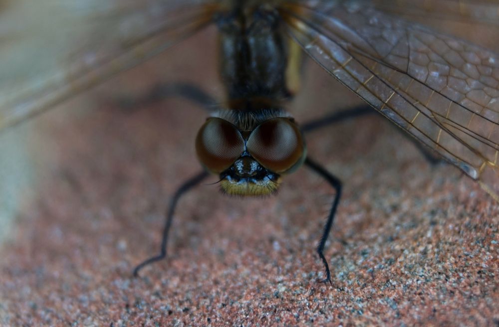 Photograph by Лена Максимкина