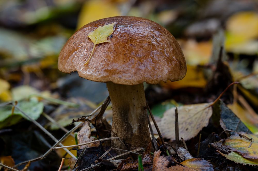 Photograph by Oleg Yashin