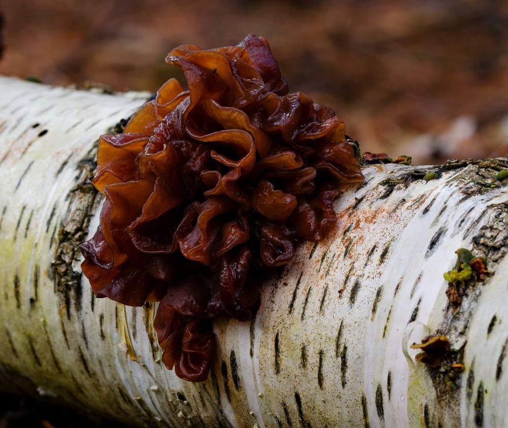 Photograph by Oleg Yashin