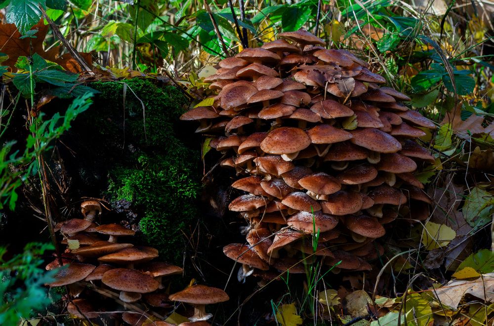 Photograph by Oleg Yashin