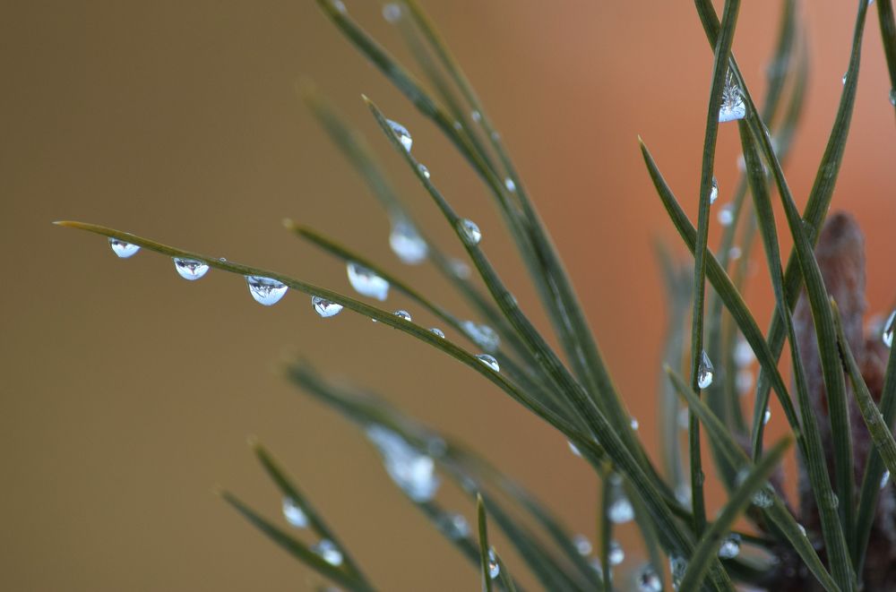 Фотография автора Оксана Льдинина