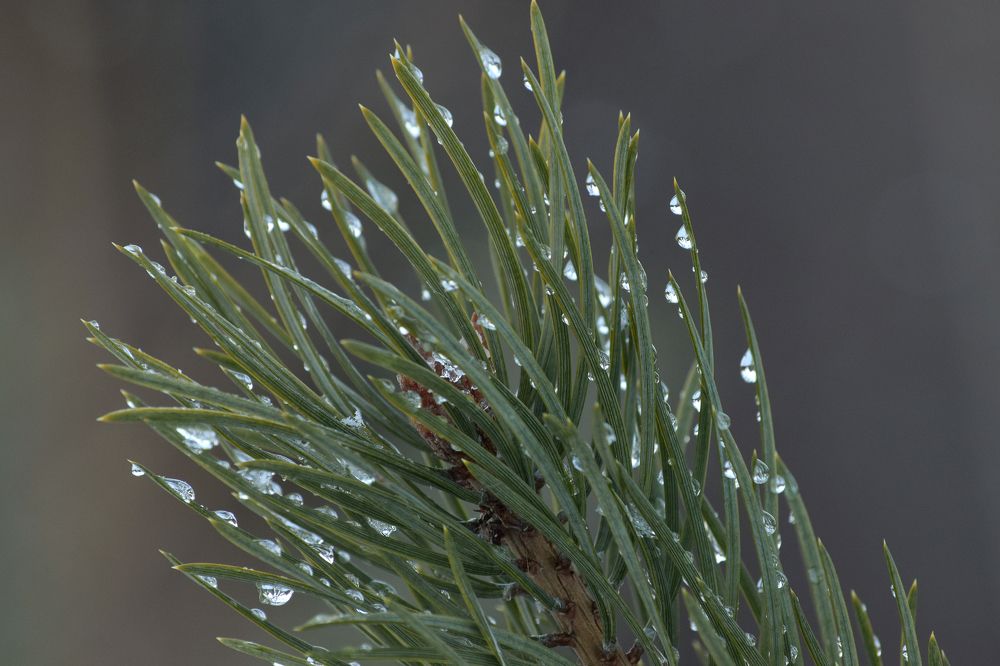 Фотография автора Оксана Льдинина