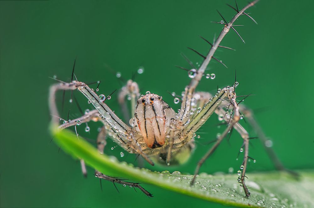 Photograph by Chamara Sulakkhana Polwatta Siriyalage