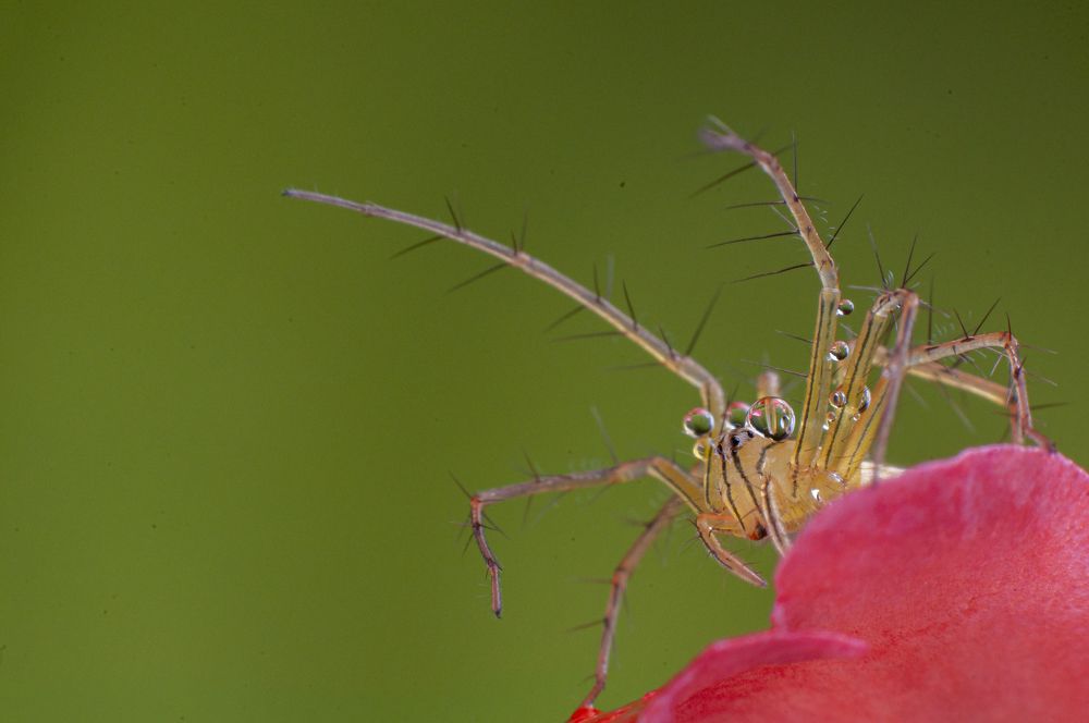 Photograph by Chamara Sulakkhana Polwatta Siriyalage