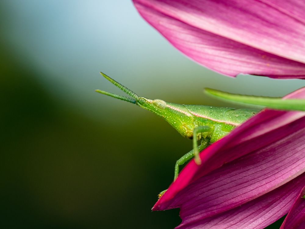 Grasshopper