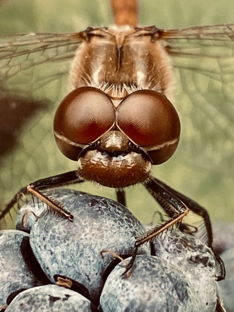 Фотография автора ГУЗАЛИЯ ГАНИЕВА