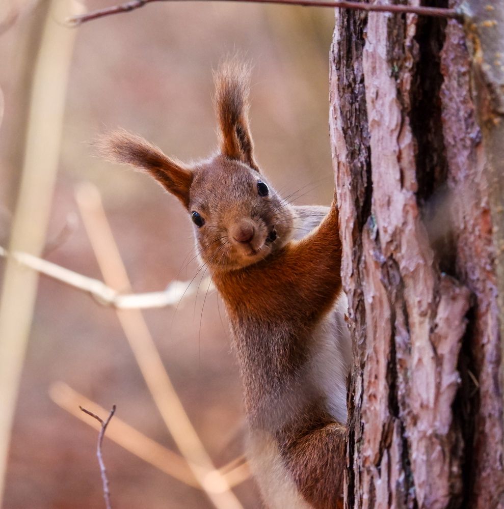 Фотография автора Elvijs Kalnins