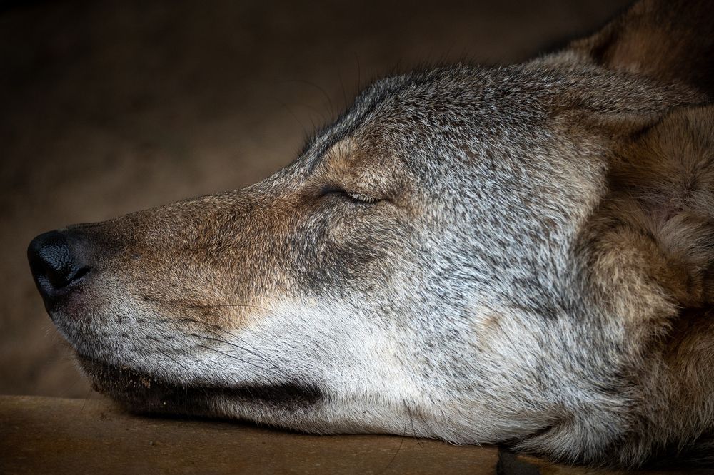 Photograph by Анна Стрелковская