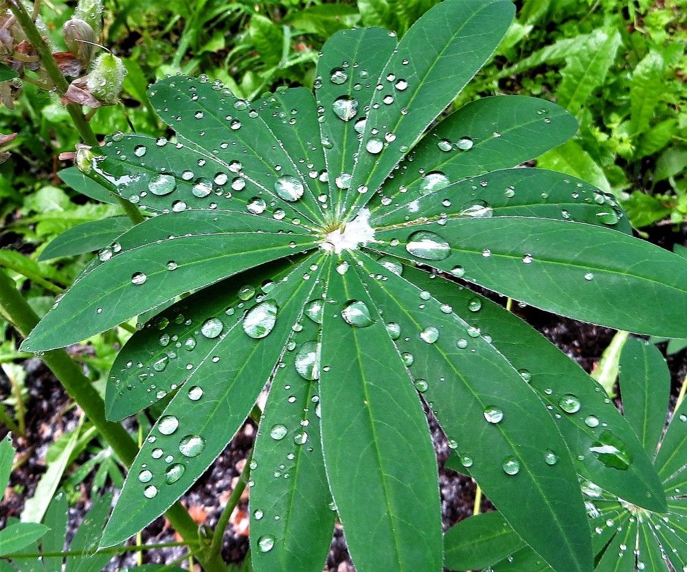 После дождя